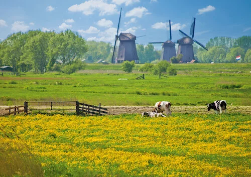 Beemster cows windmills color corrected CONO00842.jpg
